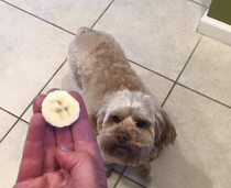 Bananas also share DNA with dogs