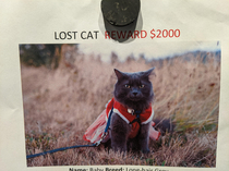 Based on the expression Id guess this cat doesnt want to be found by the owner