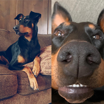 Basie the Doberman Tinder vs real life