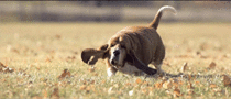 Basset Hound running in slow-motion