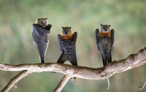 Bat Boy Band