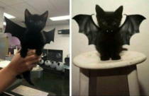 Bat-kitten
