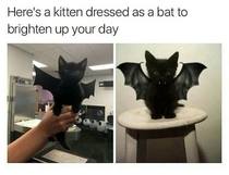 Batcat terror of the night