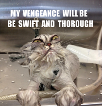 Bath Kitty Plots Revenge