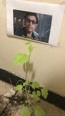 Bathroom plant finding a way