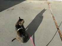 Batman finally reveals his identity its my cat CornNut