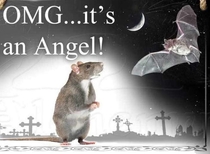 Bats are just angel rats