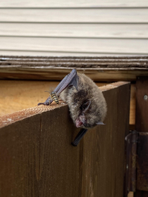 Bats just like us in their hatred of wasps
