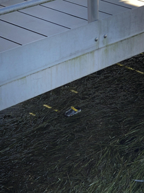 Be careful folks found a croc lurking under a bridge on the boardwalk at Disney World
