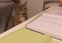 Be quiet My cat is studying