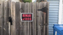 Be wary of dog