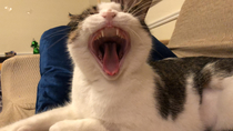 Bean yawned mid-picture and turned into a demogorgon