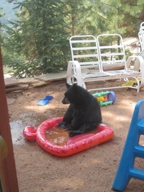 Bear contemplating in a kiddie pool