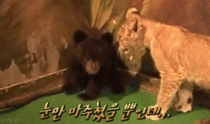 Bear Cubs Late Reaction
