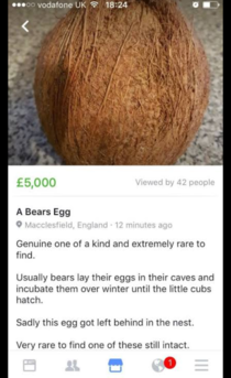 Bear eggs