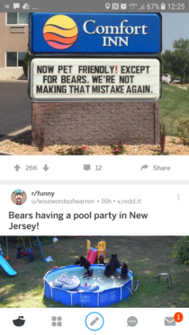 Bears banned from Comfort Inn for illegal pool party