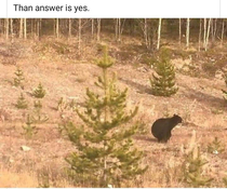 Bears do poo in the woods
