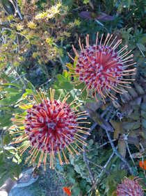 Beautiful Coronavirus blossoms in my garden