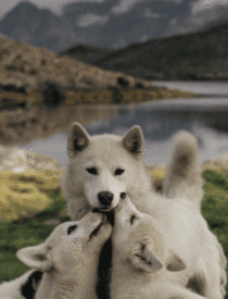 Beautiful gif of a wolf and her pups