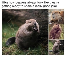 Beaver Jokes
