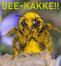 BEE-KAKKE