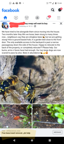 Bees for sale