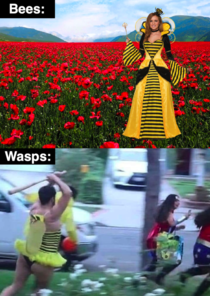 Bees vs wasps