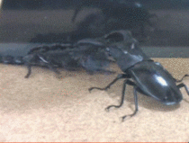 Beetle powerbombs a scorpion
