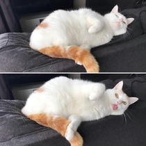 Before and after my wife told our cat to say happy birthday to me