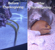 Before and after thanksgiving