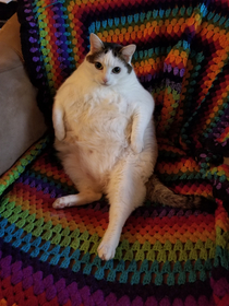 Behold my friends cat On a diet and getting better