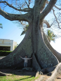 Behold the giant tree near my house