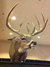 Beholdtaxidermy at its finest