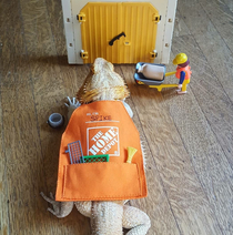 Besides chickens Home Depot gift card aprons fit lizards too
