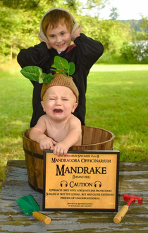 Best Baby Mandrake