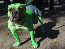 Best Hulk Cosplay Ever