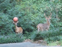 Bet you two bucks that deer cant play basketball