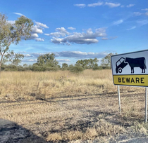 BEWARE  Cows eat cars