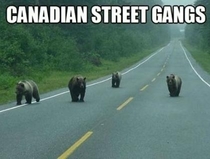 Beware Of Canadian Street Gang