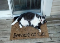 Beware of cat