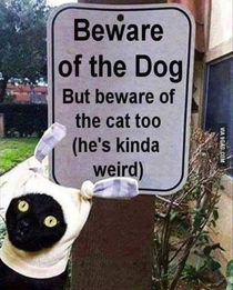 Beware of cat