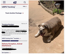 Beware of Dog