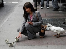 Beware of the cute duckling scam
