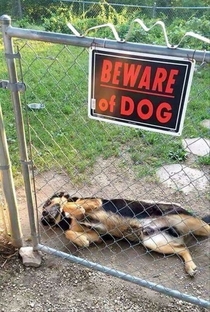 Beware of the dog