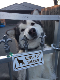 Beware of the dog