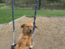 Big Dog Swings Away On a Baby Swing amp Looks Very Pleased