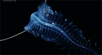 Bio luminescent creature from the deep