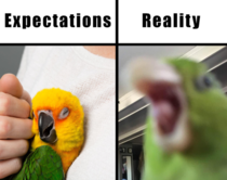 Birbs Are Ferocious Creatures