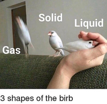 Birbs are wonderful