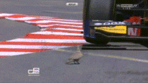 Bird dodges F racing car